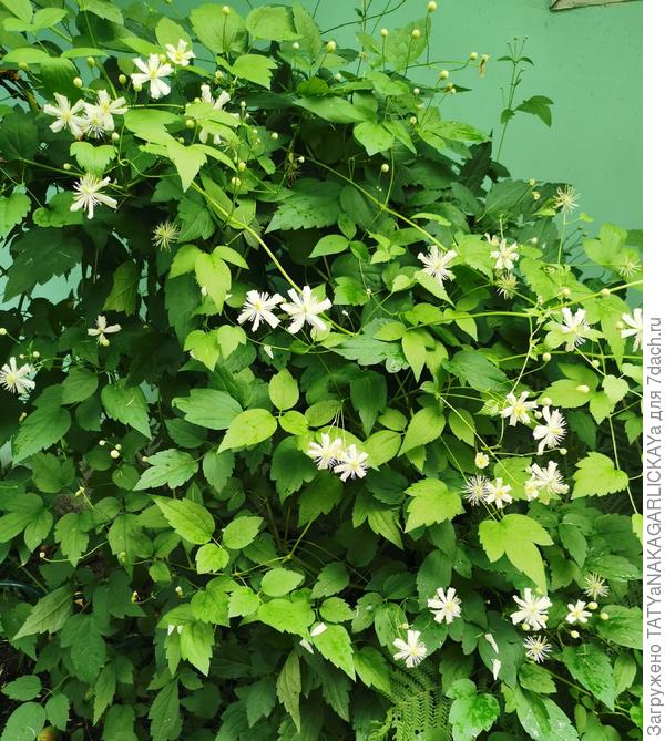 клематис Белый снег