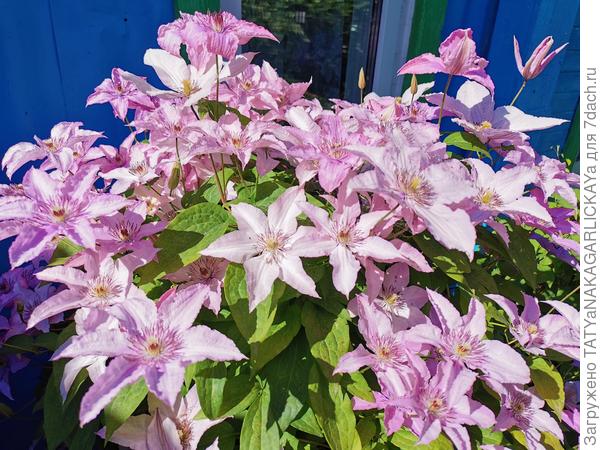 Хегли Хайбрид