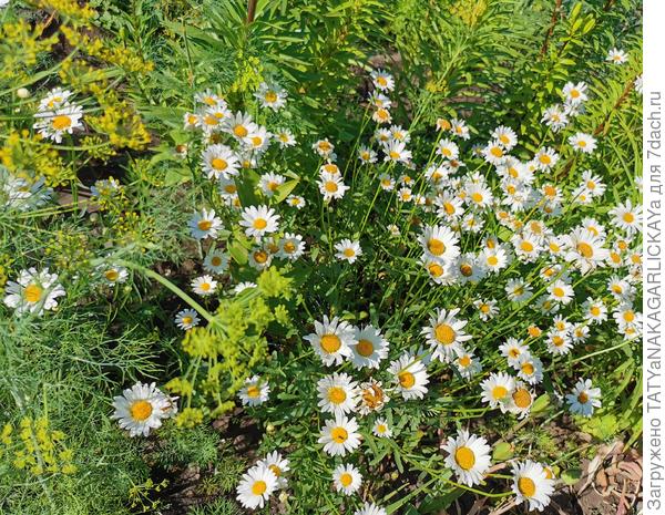 ромашка буйствует