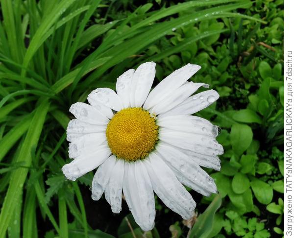 ромашки летом