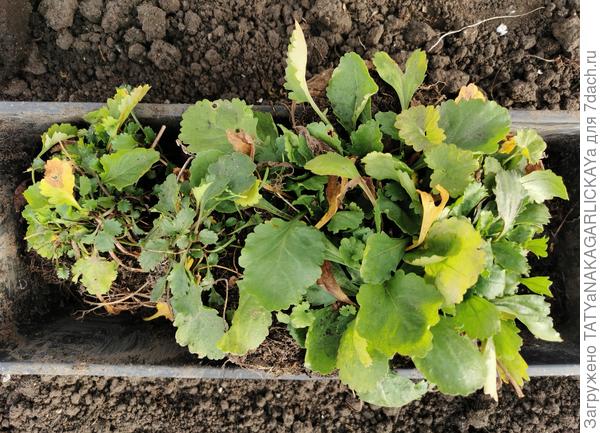 рассада ромашек