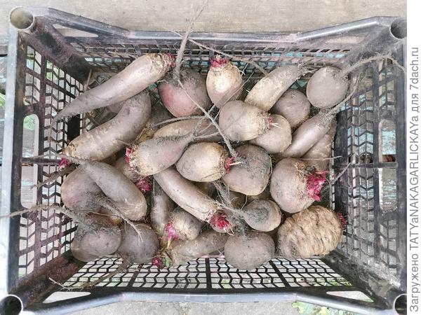 Это - второй сбор свеклы, убираем в три &quot;захода&quot;.