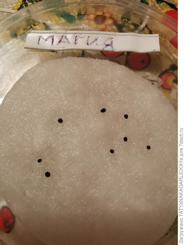 Магия 26.01.2024г.