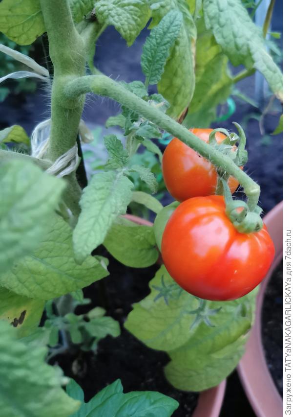 Первый урожай помидоров, 07.06.24г.