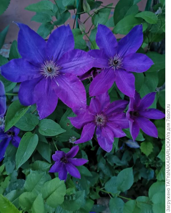 Клематис "Президент", 11.06.24г.