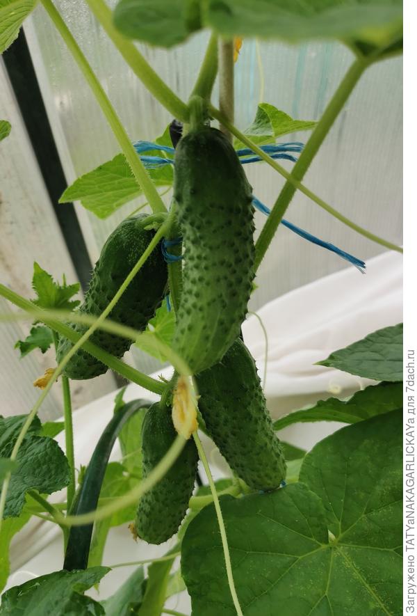 Герман, 02.06.24г.