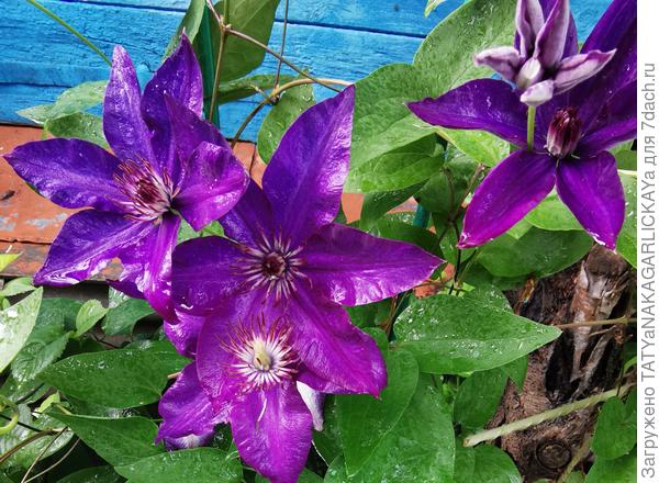 После дождя