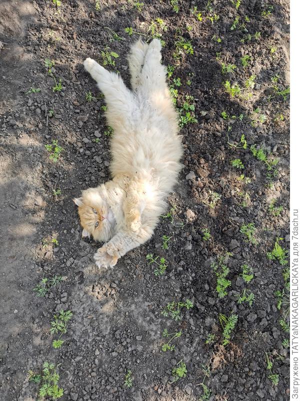 Прополола и свалился