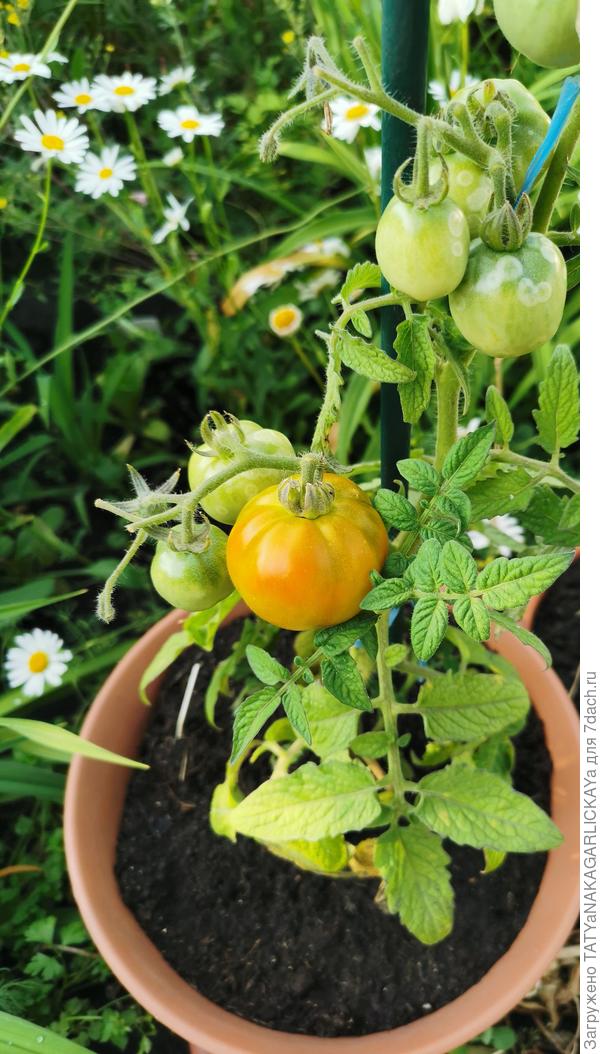 Из теплицы на свободу