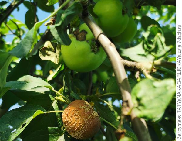 Яблоня Мелба 05.07.2025г.