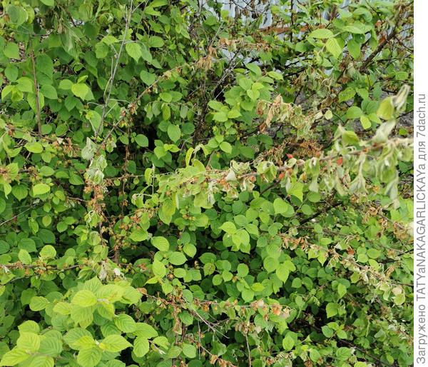 Войлочная вишня, 17.05.2025г.