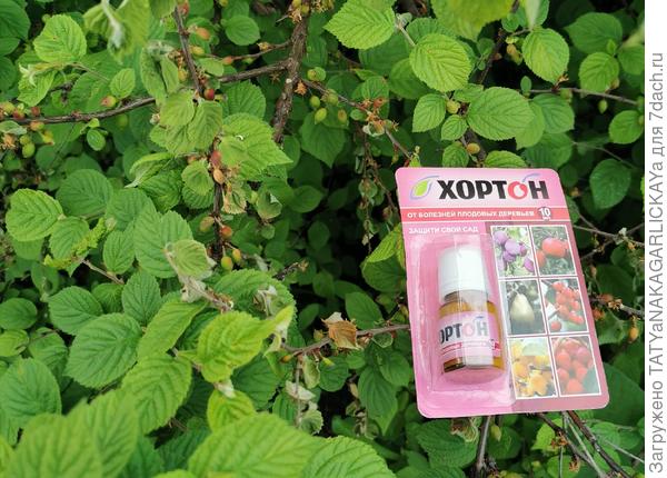 Пусть Хортон не подведет