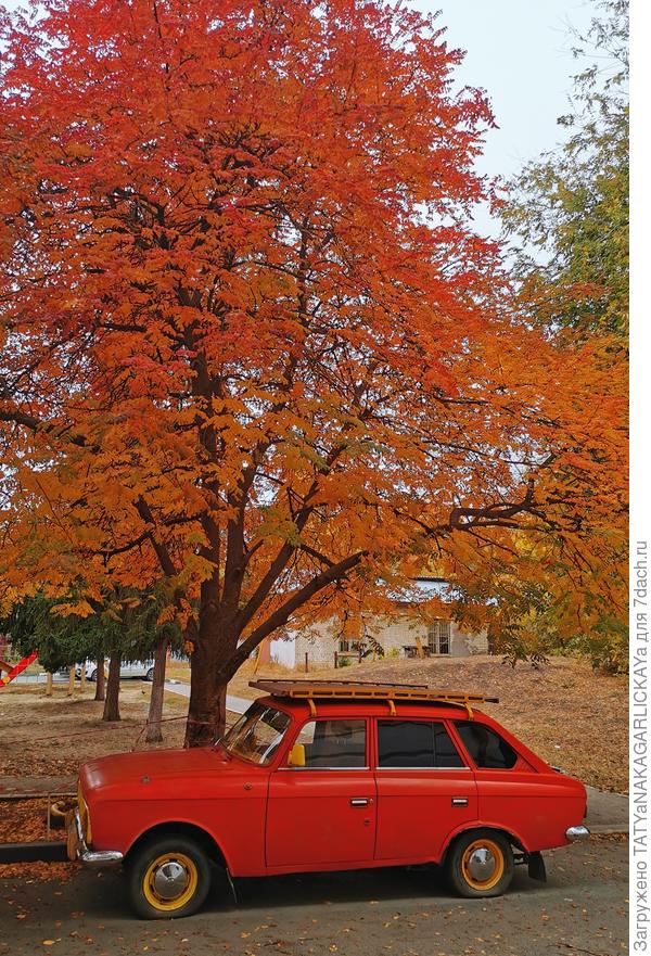 В одном из саратовских дворов