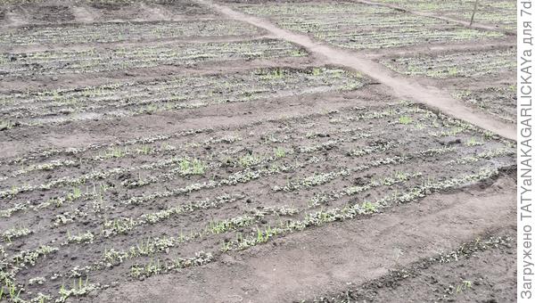 Сидераты 2025 растут