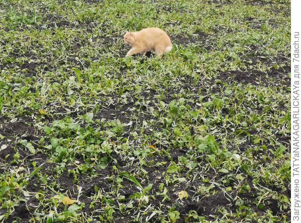 Сидераты 2025 главный агроном Пусик