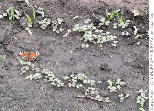 Сидераты 2025 всходы и бабочка