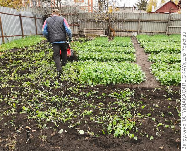 Сидераты 2025 перепахиваем