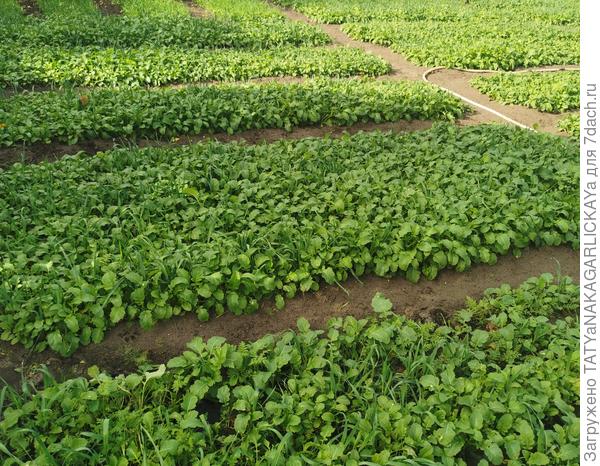 Сидераты 2025 11.10.2025