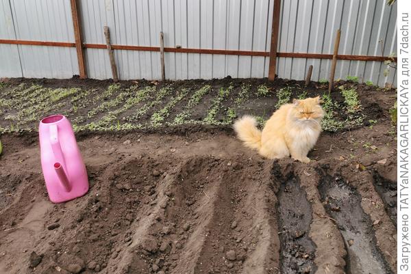 Сидераты 2025 посев на участке, где рос картофель