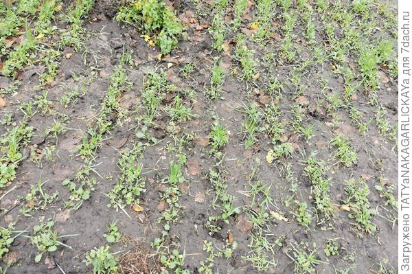 Сидераты 2025 посев 01.10.2025