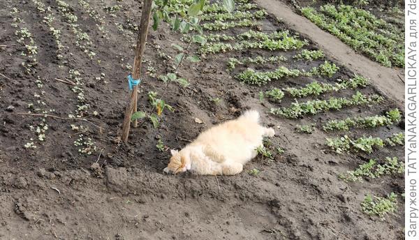 Сидераты 2025 первые посевы на луковых и чесночных грядках