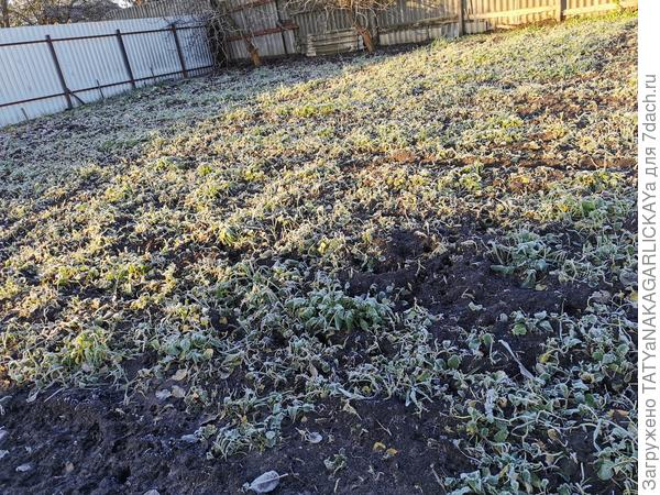 Сидераты 2025 первые заморозки