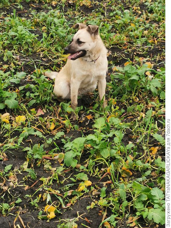 Сидераты 2025 Дружок