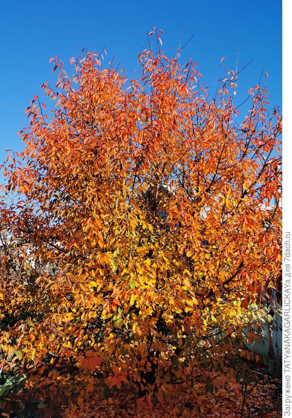 Компостеры 2025 вишня