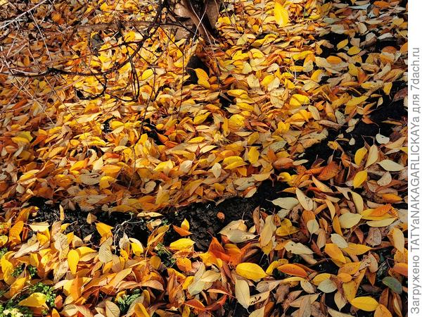 Осень 2025г., листья