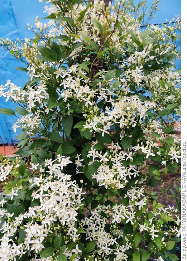 укрываем клематисы красиво 2025 неизвестный сорт