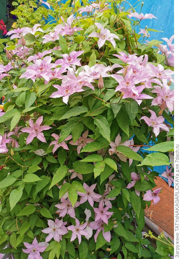 Клематис Хегли Хайбрид 2025