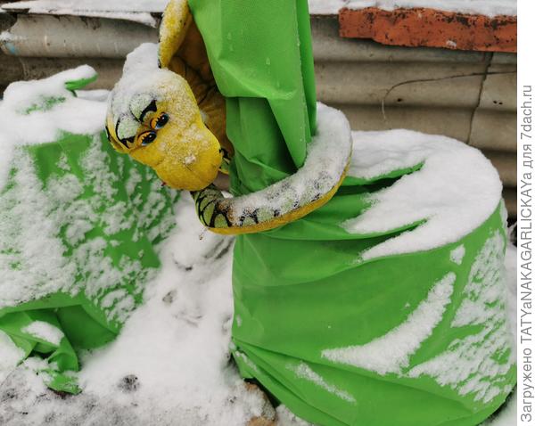 укрываем клематисы красиво