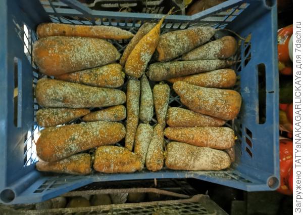 Сохраним урожай моркови 2025