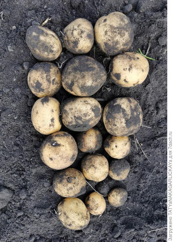 Сбор урожая 2025 картофель