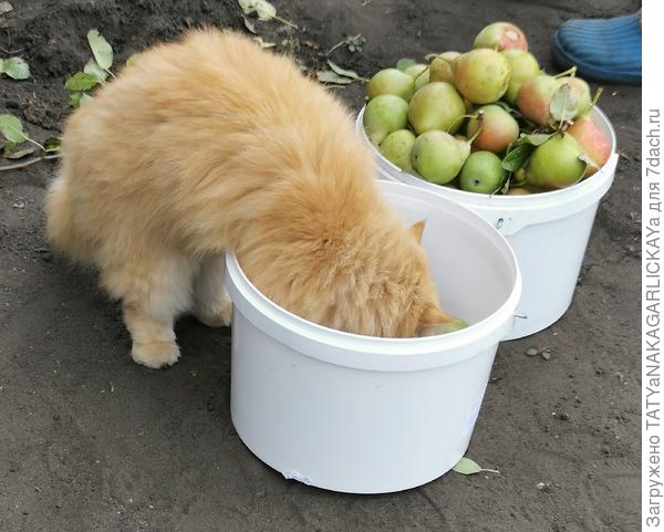 Сбор урожая 2025 Пусик принимает активное участие в сборе груш