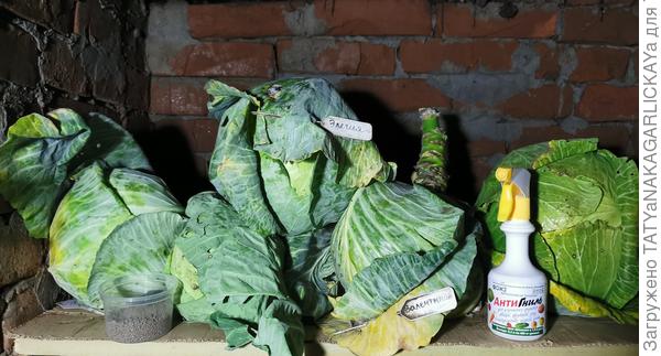 Сохраним урожай капусты 2025