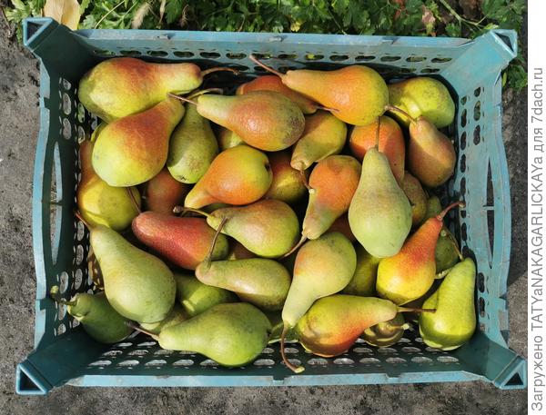Сбор урожая 2025 Груша Памяти Яковлева