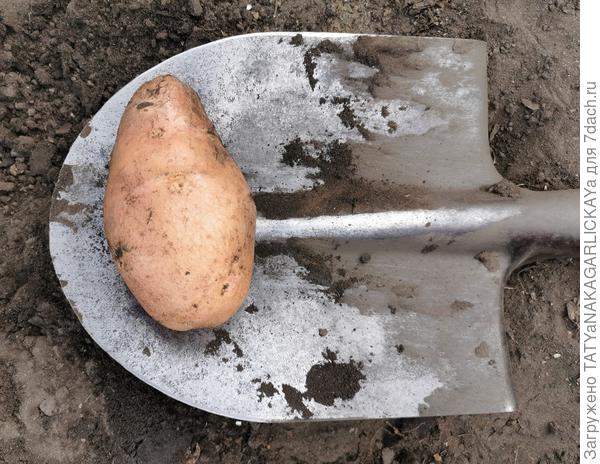 Сбор урожая 2025 главный инструмент для выкапывания