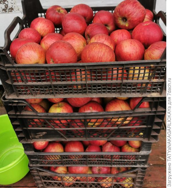 Яблоки 2025