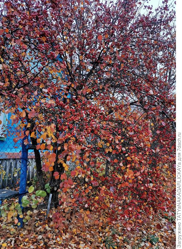 Боярышник 2025