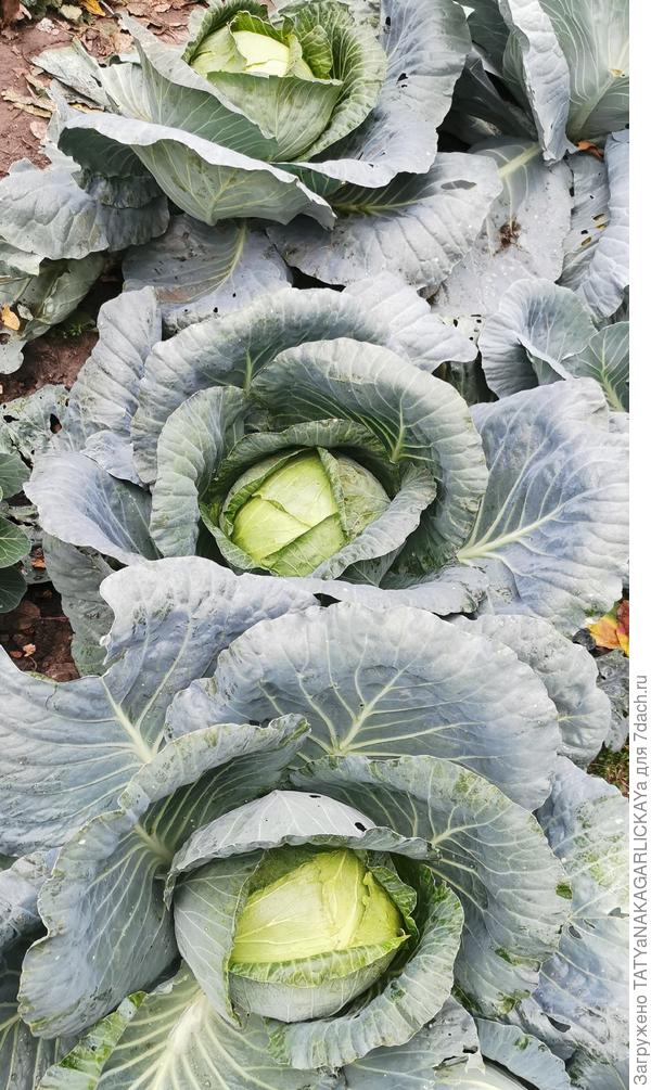 Сбор урожая 2025 капуста