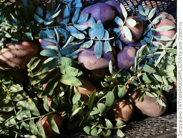 Сохраним урожай 2025 картофель в рябиновых листьях