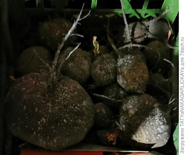 Свекла 2025 на хранении