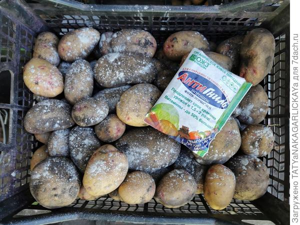 Сохраним урожай картофеля 2025 со средством АнтиГниль