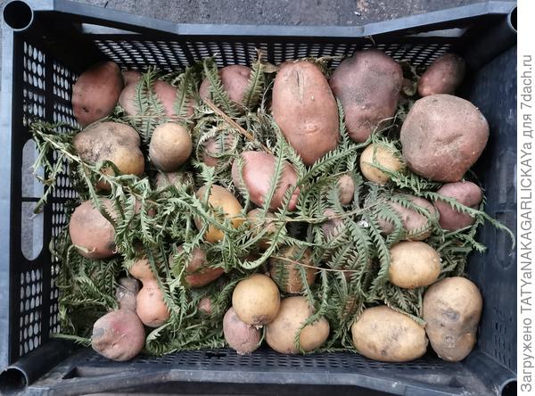 Сохраним урожай 2025 картофель в листьях папоротника