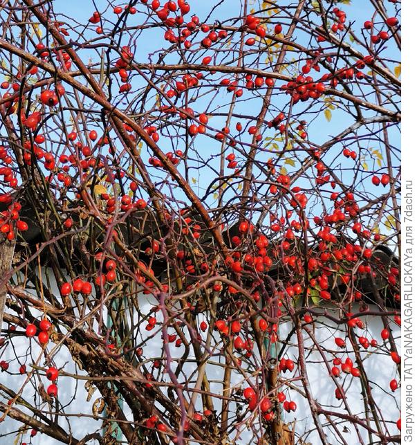 Барбарис 2025