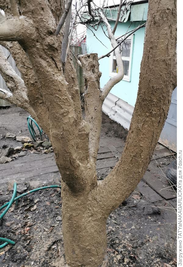 Проблемная яблоня сразу после побелки