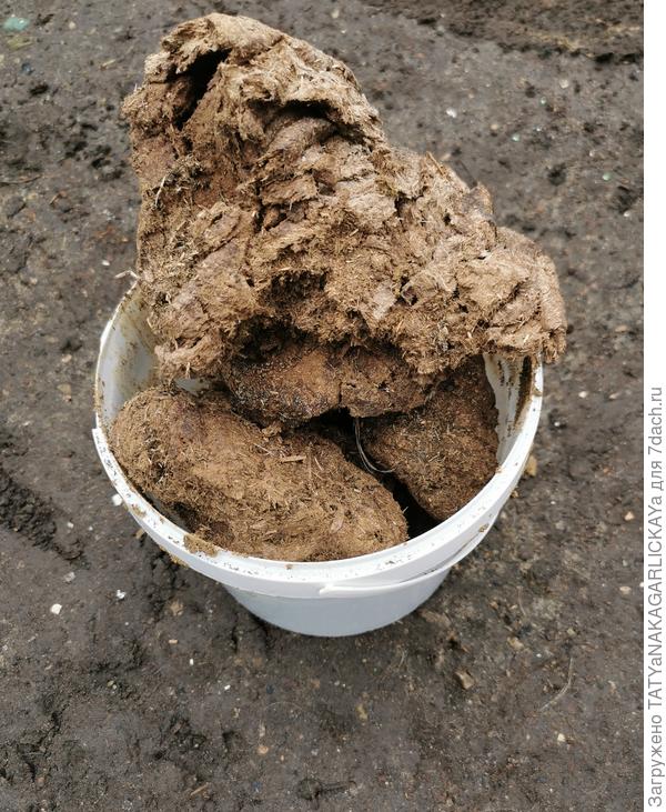 сухой коровяк