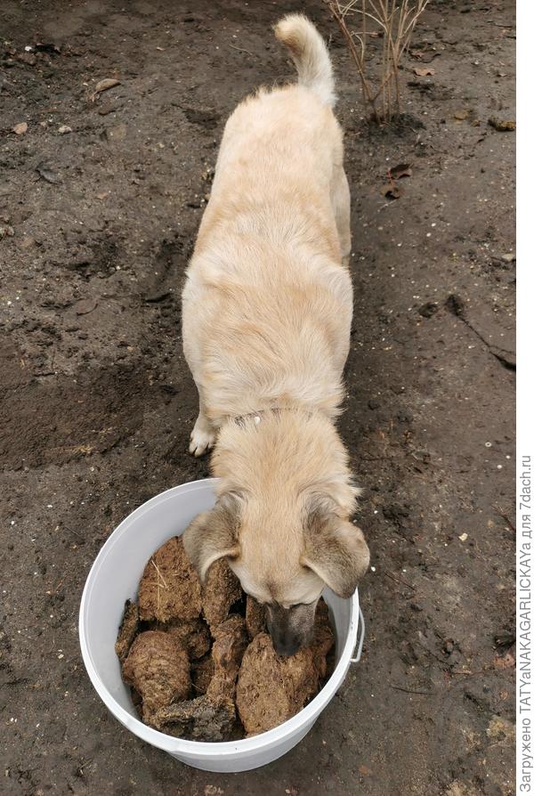 Соединяем глину и коровяк в большом ведре, Дружку тоже интересно