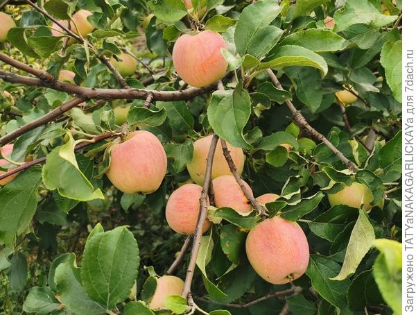 Летний привет